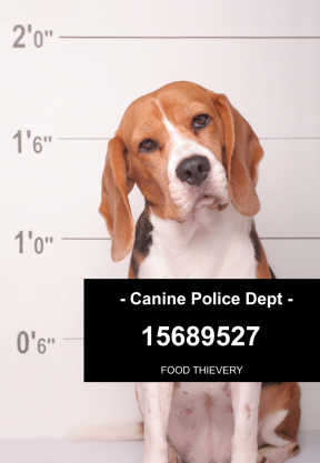 Canine police dept