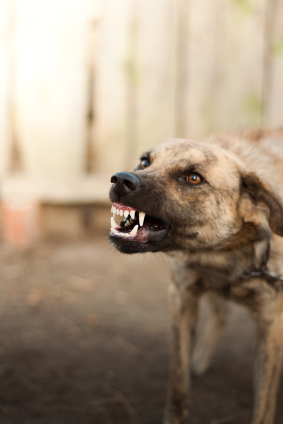 Dog showing teeth