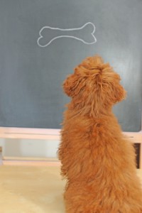 Dog looking at bone on blackboard
