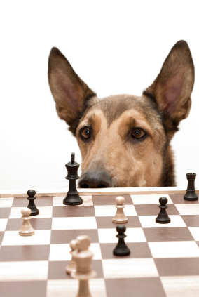 Dog playing chess