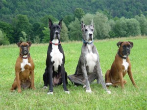 Dogs in a stay