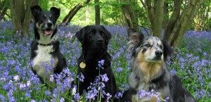 Dogs in bluebells
