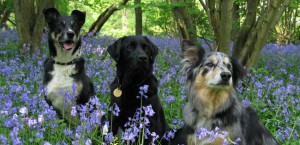 Dogs in bluebells