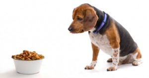 Dog with bowl of food