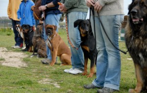 Dogs at obedience class