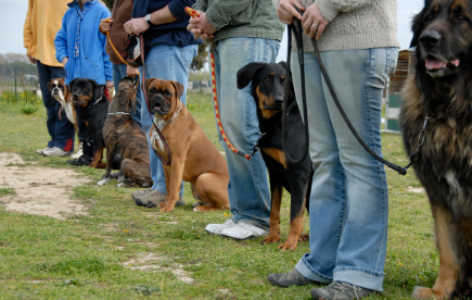 Boxer being rewarded