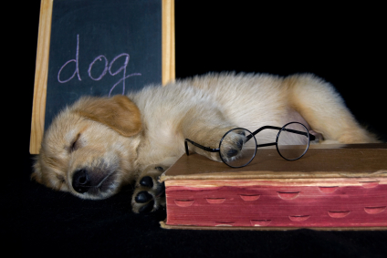 Puppy sleeping in class