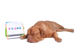 Puppy doing sums
