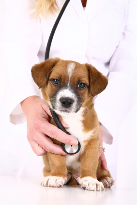 Puppy at vets