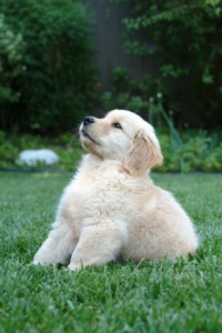 Retriever Puppy