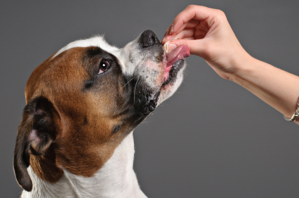 Boxer being rewarded