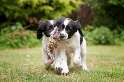 Spaniel Pups Playing