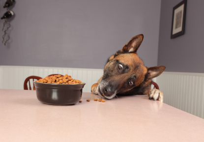 dog steeling from table