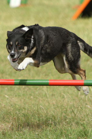 agility training