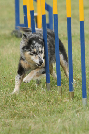 agility poles