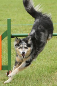 agility jump