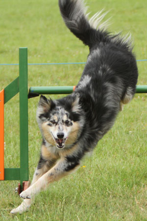 agility for dogs