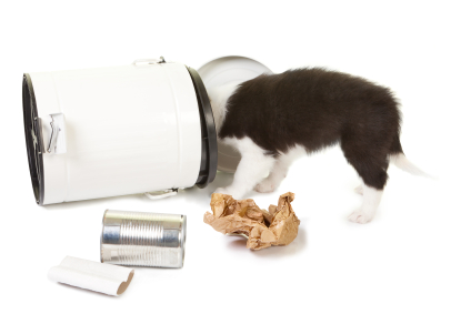 Puppy playing with garbage