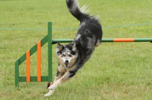 dog agility training