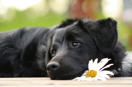 dog and flower