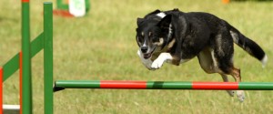 dog jumping
