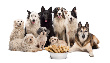 Group of dogs with a bowl full of bones in front of them sitting against white background